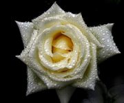 Una rosa blanca en el Tercer Frente Oriental. Foto: Ismael Francisco